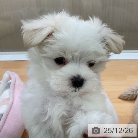 福岡県のマルチーズ (ペットプラス 福岡店/2025年10月25日生まれ/男の子/ホワイト)の子犬の4枚目の画像