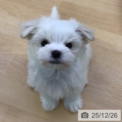 福岡県のマルチーズ (ペットプラス 小倉南店/2025年10月25日生まれ/男の子/ホワイト)の子犬の4枚目の画像