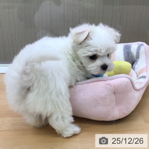 福岡県のマルチーズ (ペットプラス 福岡店/2025年10月25日生まれ/男の子/ホワイト)の子犬の3枚目の画像