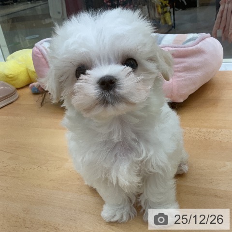福岡県のマルチーズ (ペットプラス 福岡店/2025年10月25日生まれ/女の子/ホワイト)の子犬の3枚目の画像