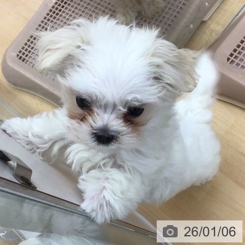 福岡県のマルチーズ (ペットプラス 福岡店/2025年10月25日生まれ/女の子/ホワイト)の子犬の3枚目の画像