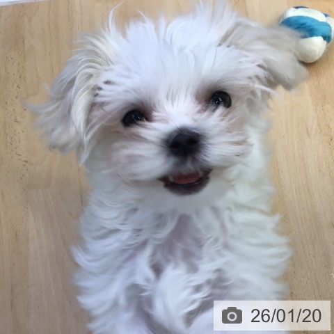 マルチーズの写真