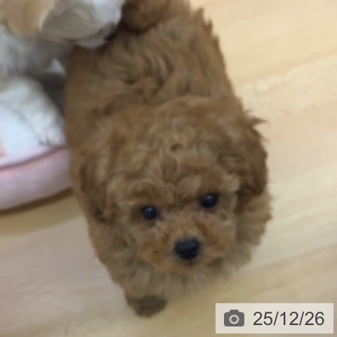 福岡県のトイプードル(トイ) (ペットプラス 福岡店/2025年10月24日生まれ/男の子/レッド)の子犬の4枚目の画像