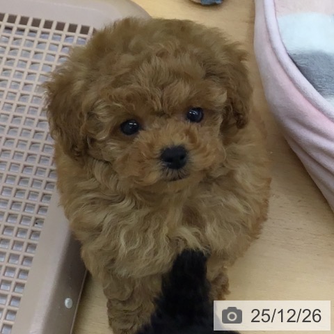 福岡県のトイプードル(トイ) (ペットプラス 福岡店/2025年10月24日生まれ/男の子/レッド)の子犬の3枚目の画像