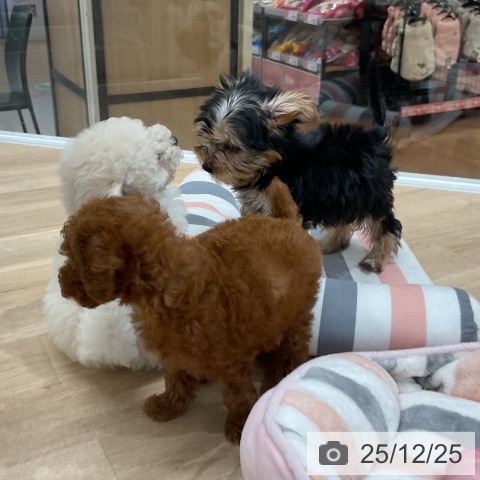 ヨークシャー・テリアの写真