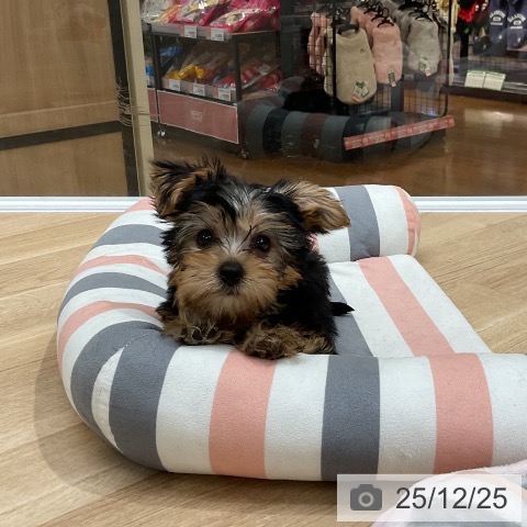 ヨークシャー・テリアの写真