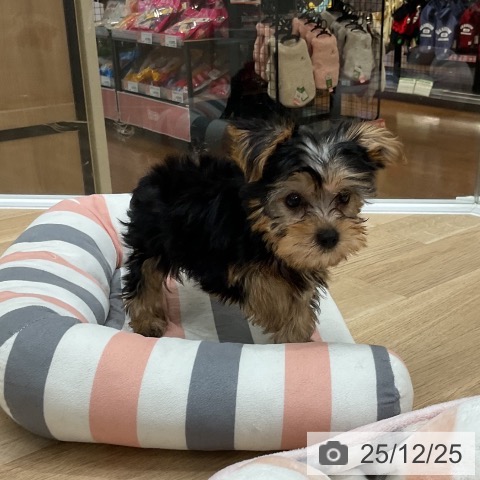 ヨークシャー・テリアの写真