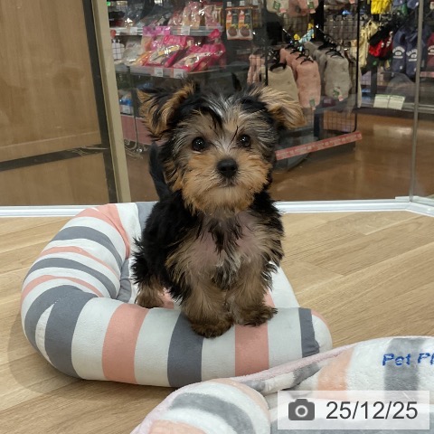 ヨークシャー・テリアの写真