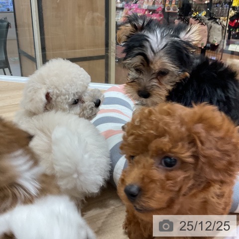 ヨークシャー・テリアの写真