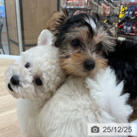 ヨークシャー・テリアの写真