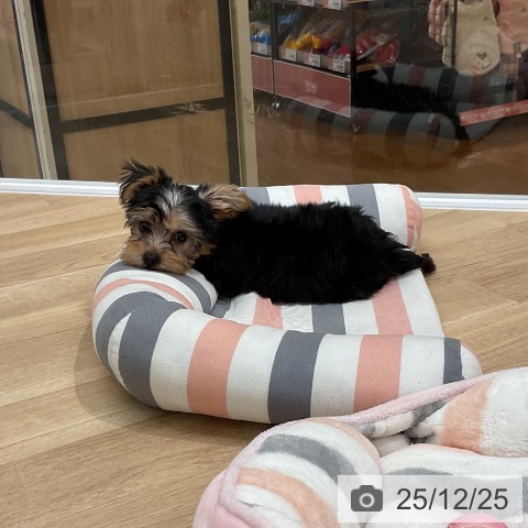 ヨークシャー・テリアの写真