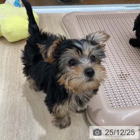 ヨークシャー・テリアの写真