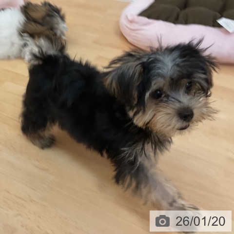 福岡県のヨークシャーテリア (ペットプラス 福岡伊都店/2025年10月24日生まれ/女の子/スチールブルータン)の子犬の3枚目の画像