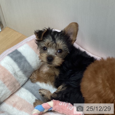 福岡県のヨークシャーテリア (ペットプラス 春日店/2025年10月24日生まれ/女の子/スチールブルータン)の子犬の4枚目の画像