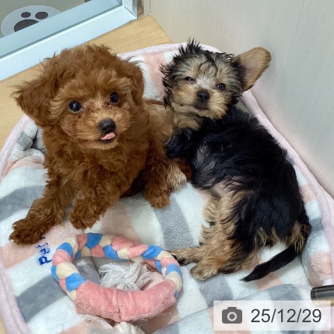 福岡県のヨークシャーテリア (ペットプラス 春日店/2025年10月24日生まれ/女の子/スチールブルータン)の子犬の3枚目の画像