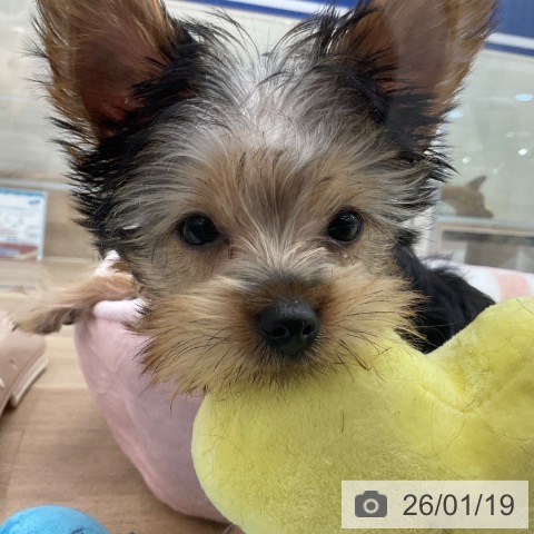 福岡県のヨークシャーテリア (ペットプラス 春日店/2025年10月24日生まれ/女の子/スチールブルータン)の子犬の3枚目の画像