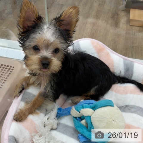 福岡県のヨークシャーテリア (ペットプラス 小倉南店/2025年10月24日生まれ/女の子/スチールブルータン)の子犬の3枚目の画像