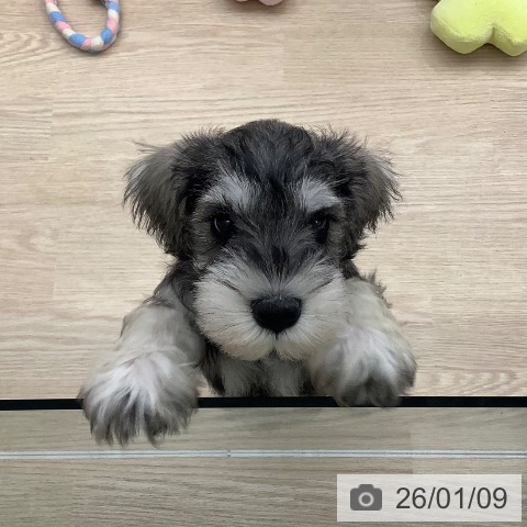 長崎県のミニチュアシュナウザー (ペットプラス 長崎店/2025年10月29日生まれ/男の子/ソルトペッパー)の子犬の3枚目の画像