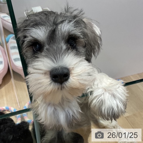 福岡県のミニチュアシュナウザー (ペットプラス 小倉南店/2025年10月29日生まれ/男の子/ソルトペッパー)の子犬の3枚目の画像