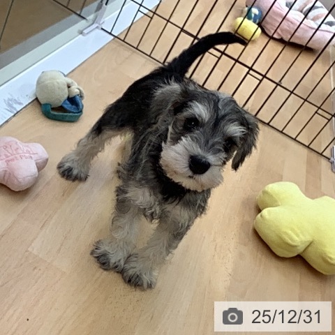 福岡県のミニチュアシュナウザー (ペットプラス 福岡店/2025年10月29日生まれ/男の子/ソルトペッパー)の子犬の4枚目の画像