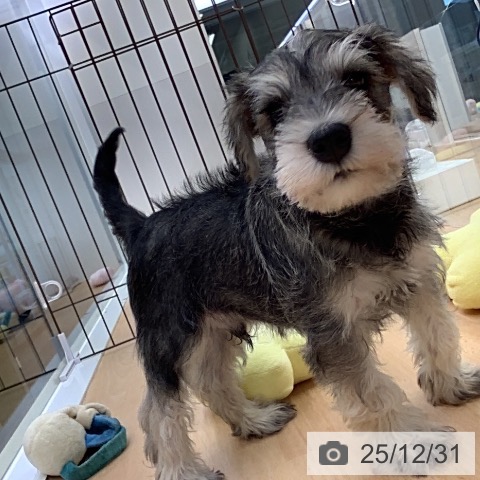 福岡県のミニチュアシュナウザー (ペットプラス 福岡店/2025年10月29日生まれ/男の子/ソルトペッパー)の子犬の3枚目の画像