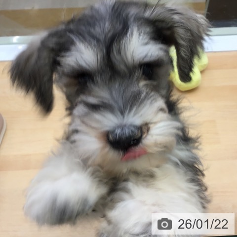 福岡県のミニチュアシュナウザー (ペットプラス 福岡店/2025年10月29日生まれ/男の子/ソルトペッパー)の子犬の3枚目の画像