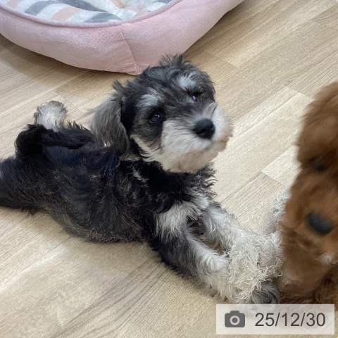 福岡県のミニチュアシュナウザー (ペットプラス 春日店/2025年10月29日生まれ/女の子/ソルトペッパー)の子犬の4枚目の画像