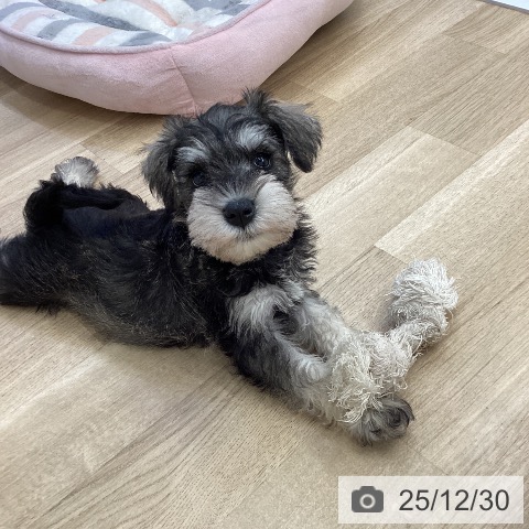 福岡県のミニチュアシュナウザー (ペットプラス 春日店/2025年10月29日生まれ/女の子/ソルトペッパー)の子犬の3枚目の画像