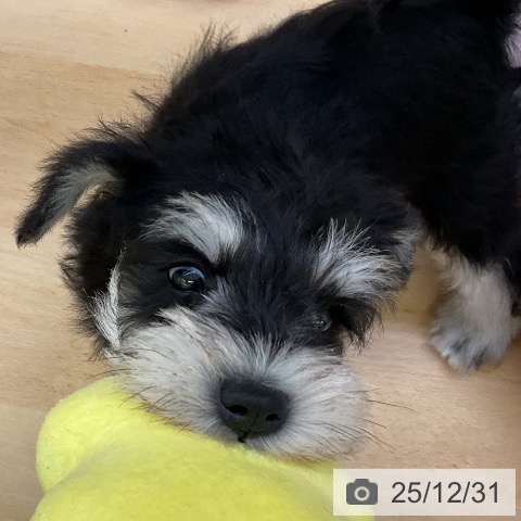 福岡県のミニチュアシュナウザー (ペットプラス 福岡店/2025年10月29日生まれ/女の子/ブラックシルバー)の子犬の3枚目の画像