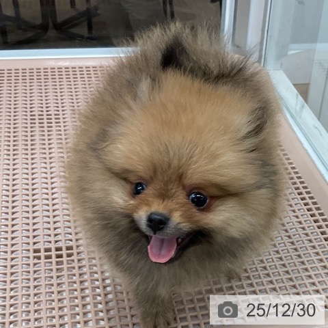 福岡県のポメラニアン (ペットプラス 八幡東店/2025年10月29日生まれ/男の子/オレンジ)の子犬の4枚目の画像