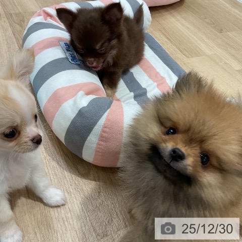 福岡県のポメラニアン (ペットプラス 八幡東店/2025年10月29日生まれ/男の子/オレンジ)の子犬の3枚目の画像