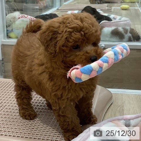 福岡県のトイプードル(トイ) (ペットプラス 八幡東店/2025年10月28日生まれ/男の子/レッド)の子犬の4枚目の画像