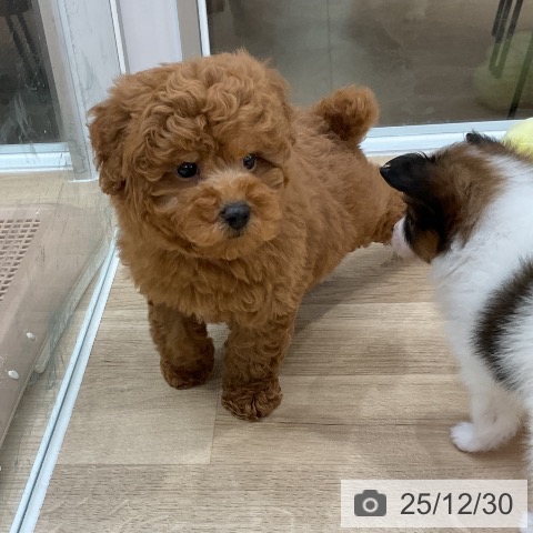 福岡県のトイプードル(トイ) (ペットプラス 八幡東店/2025年10月28日生まれ/男の子/レッド)の子犬の3枚目の画像