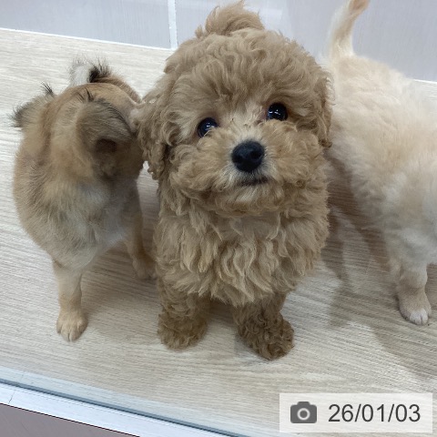 沖縄県のトイプードル(トイ) (ペットプラス 沖縄ライカム店/2025年10月28日生まれ/男の子/アプリコット)の子犬の4枚目の画像