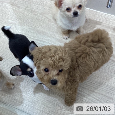 沖縄県のトイプードル(トイ) (ペットプラス 沖縄ライカム店/2025年10月28日生まれ/男の子/アプリコット)の子犬の3枚目の画像