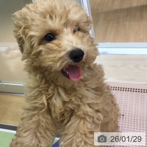 沖縄県のトイプードル(トイ) (ペットプラス 沖縄ライカム店/2025年10月28日生まれ/男の子/アプリコット)の子犬の3枚目の画像