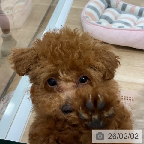 トイ・プードルの写真