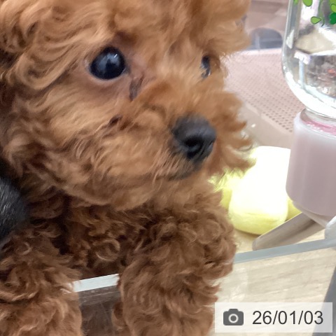 宮崎県のトイプードル(トイ) (ペットプラス 宮崎店/2025年10月28日生まれ/男の子/レッド)の子犬の4枚目の画像