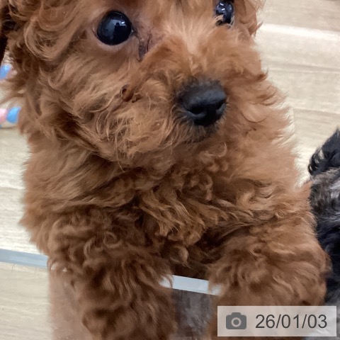 宮崎県のトイプードル(トイ) (ペットプラス 宮崎店/2025年10月28日生まれ/男の子/レッド)の子犬の3枚目の画像