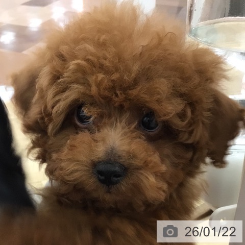 宮崎県のトイプードル(トイ) (ペットプラス 宮崎店/2025年10月28日生まれ/男の子/レッド)の子犬の4枚目の画像