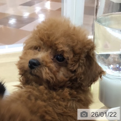 宮崎県のトイプードル(トイ) (ペットプラス 宮崎店/2025年10月28日生まれ/男の子/レッド)の子犬の3枚目の画像