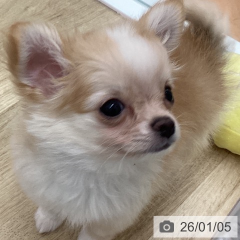 宮崎県のチワワ(ロング) (ペットプラス 宮崎店/2025年10月23日生まれ/男の子/クリームホワイト)の子犬の4枚目の画像