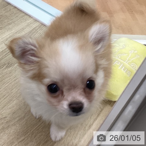 宮崎県のチワワ(ロング) (ペットプラス 宮崎店/2025年10月23日生まれ/男の子/クリームホワイト)の子犬の3枚目の画像