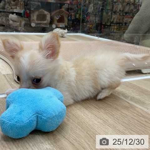 福岡県のチワワ(ロング) (ペットプラス 八幡東店/2025年10月23日生まれ/女の子/クリームホワイト)の子犬の4枚目の画像