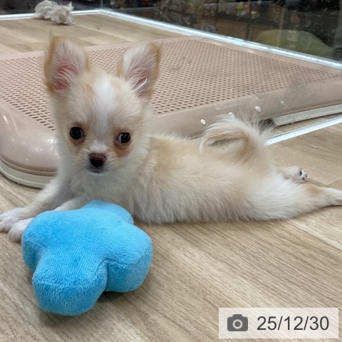 福岡県のチワワ(ロング) (ペットプラス 八幡東店/2025年10月23日生まれ/女の子/クリームホワイト)の子犬の3枚目の画像