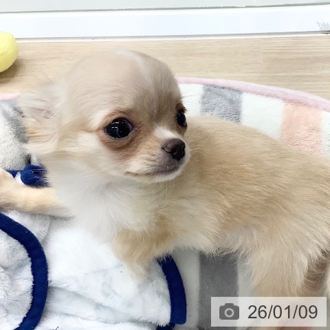 長崎県のチワワ(ロング) (ペットプラス 長崎店/2025年10月23日生まれ/女の子/クリームホワイト)の子犬の4枚目の画像