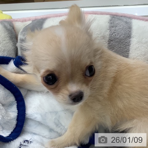 長崎県のチワワ(ロング) (ペットプラス 長崎店/2025年10月23日生まれ/女の子/クリームホワイト)の子犬の3枚目の画像