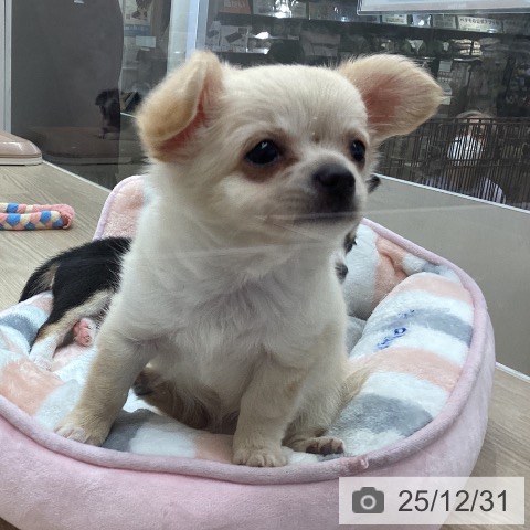 沖縄県のチワワ(ロング) (ペットプラス 沖縄ライカム店/2025年10月25日生まれ/男の子/クリームホワイト)の子犬の4枚目の画像
