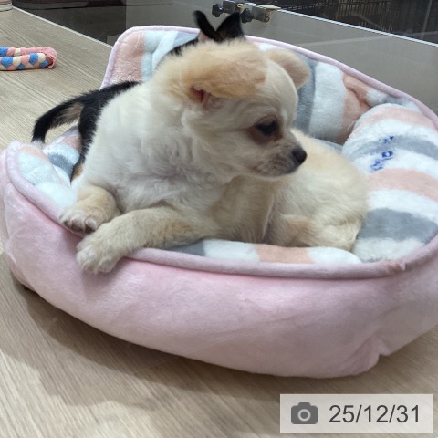 沖縄県のチワワ(ロング) (ペットプラス 沖縄ライカム店/2025年10月25日生まれ/男の子/クリームホワイト)の子犬の3枚目の画像