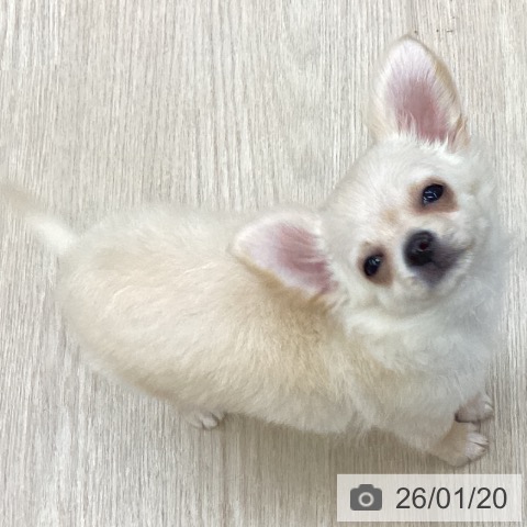 沖縄県のチワワ(ロング) (ペットプラス 沖縄ライカム店/2025年10月25日生まれ/男の子/クリームホワイト)の子犬の3枚目の画像